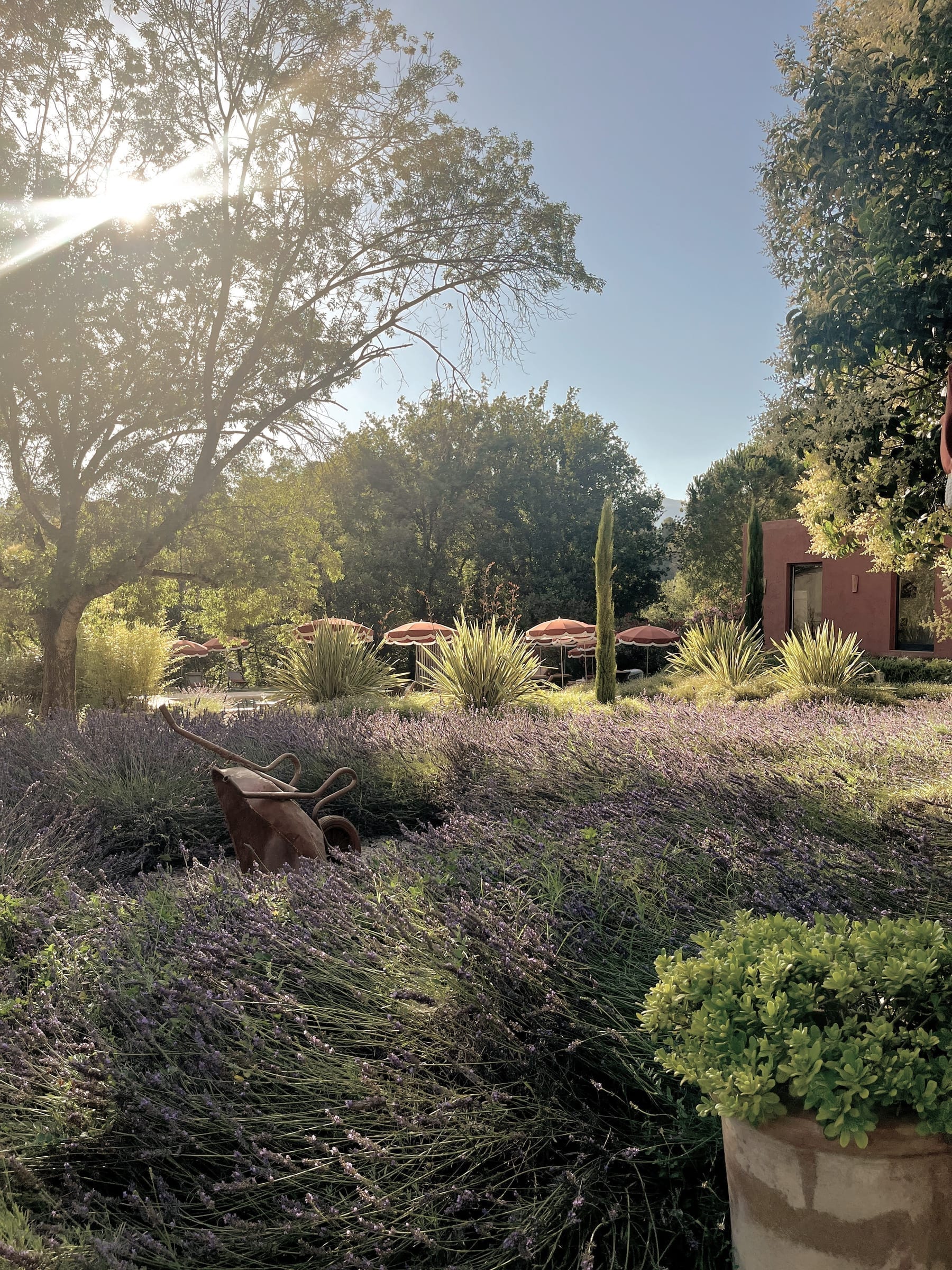 Gardens and olive trees at Toile Blanche in Saint-Paul de Vence